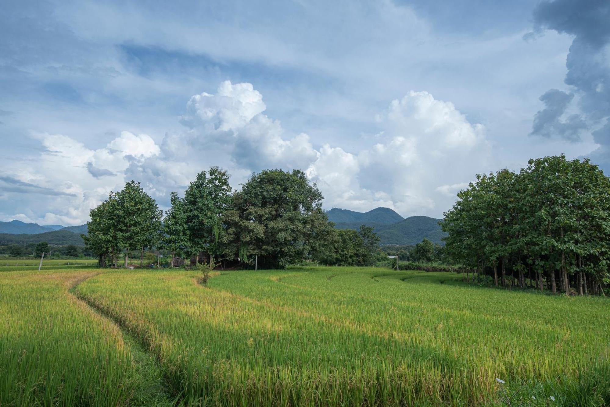 Hotel Paddy Fields Haven - Natures Nest à Pai Extérieur photo