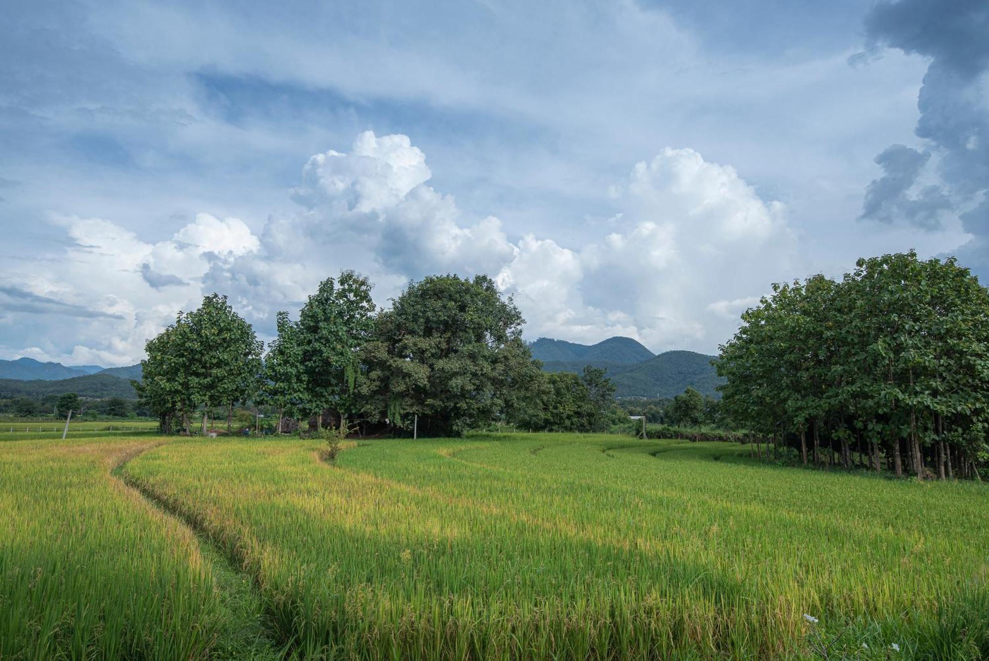 Paddy Fields Haven - Natures Nest Pai Extérieur photo