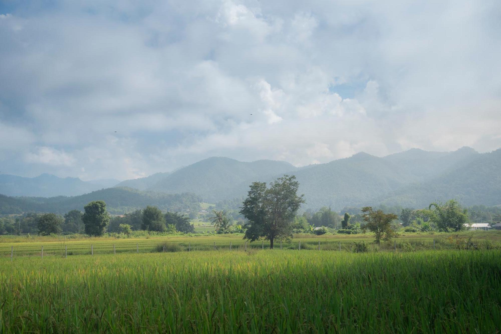 Hotel Paddy Fields Haven - Natures Nest à Pai Extérieur photo