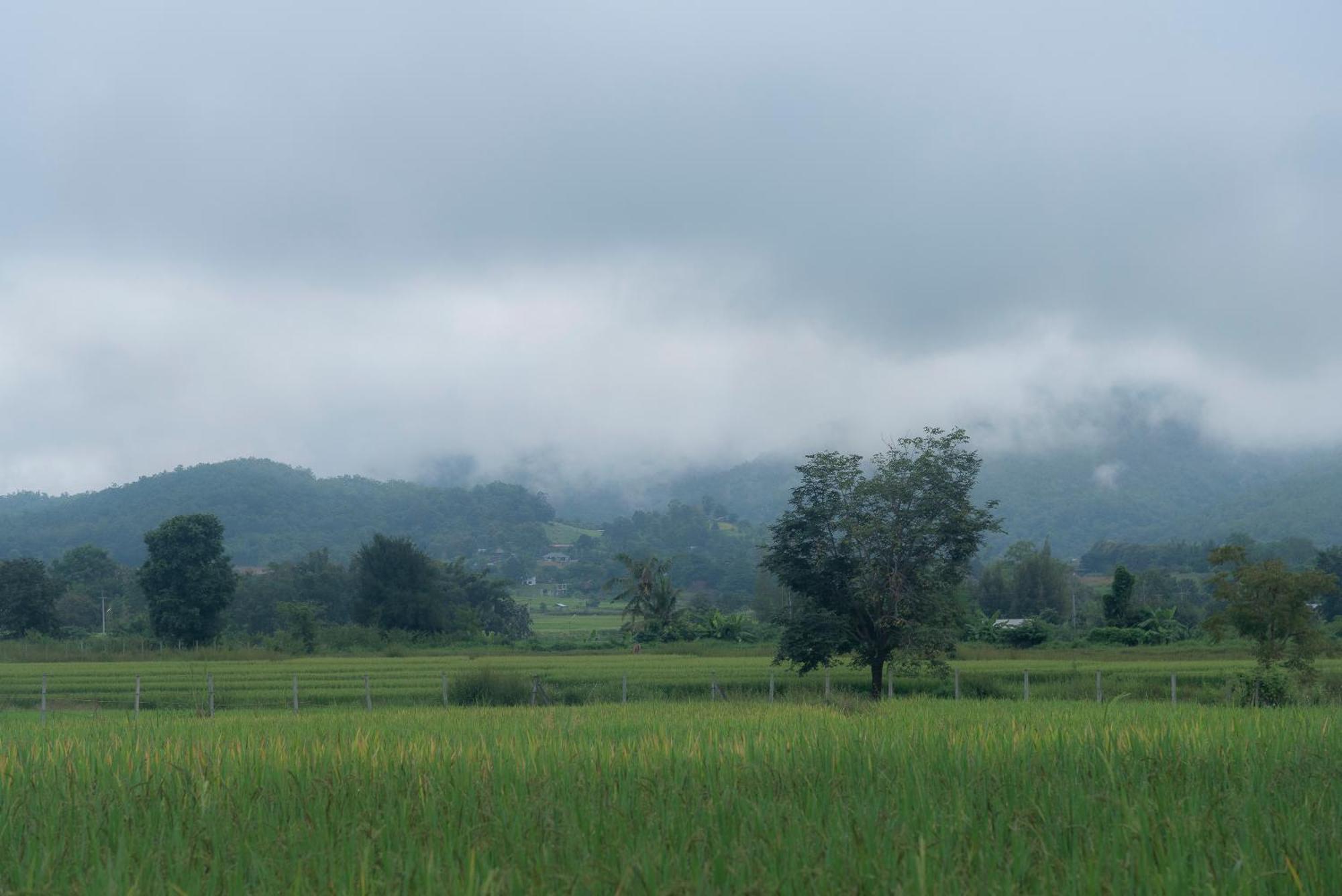 Hotel Paddy Fields Haven - Natures Nest à Pai Extérieur photo